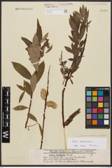 Foto von Salix caprea L. x Salix cinerea L. x Salix viminalis L.
